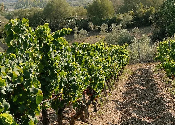 'sa Vinzedda' Ferienhaus Galtellì